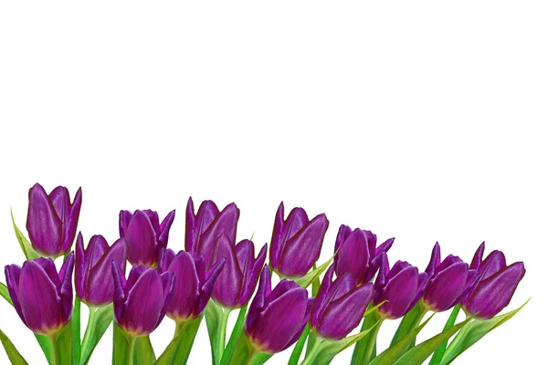 Våren blommor tulpaner isolerade på vit bakgrund. — Stockfoto