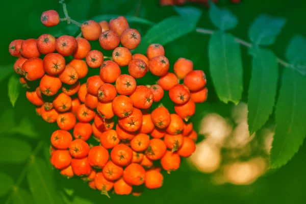 Rowan árvore com bagas maduras completas . — Fotografia de Stock