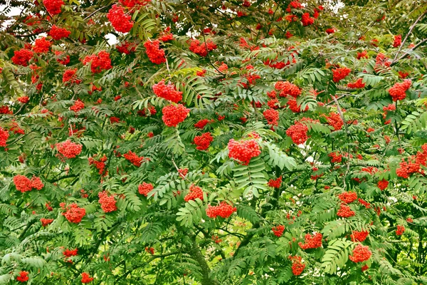 Vogelbeere mit vollreifen Beeren. — Stockfoto