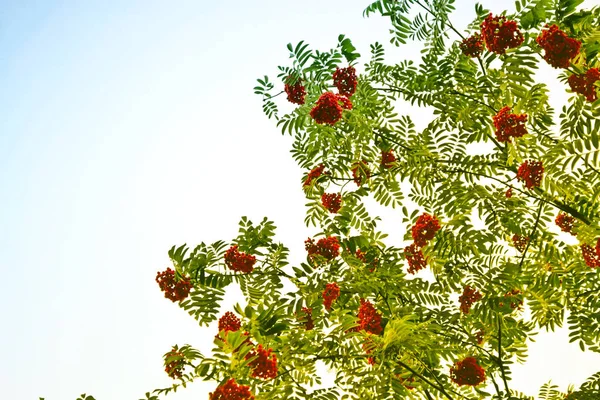 Rowan tree med fullt mogna bär. — Stockfoto