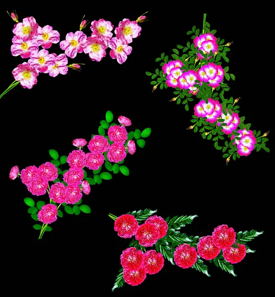 Dog rose (Rosa canina) flowers on a black background — Stock Photo, Image