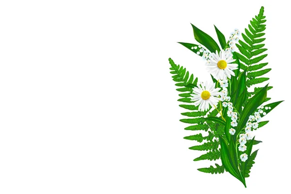 Μαργαρίτες θερινών λουλουδιών που απομονώνονται σε λευκό φόντο. — Φωτογραφία Αρχείου
