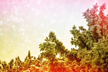  Karla kaplı ağaçlarla donuk kış ormanı.