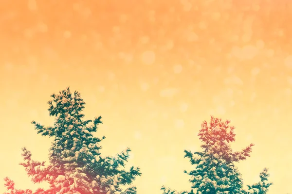  Karla kaplı ağaçlarla donuk kış ormanı.