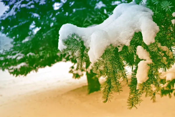 Bosque de invierno congelado con árboles cubiertos de nieve. —  Fotos de Stock