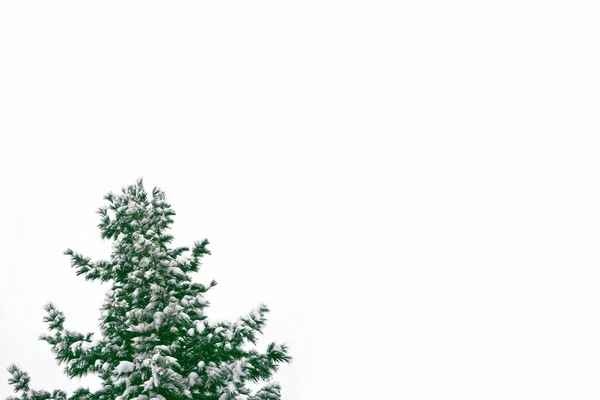 雪の覆われたツリー クリスマス ツリーの枝 — ストック写真