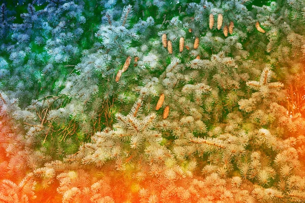 Заморожений зимовий ліс зі сніговими деревами . — стокове фото