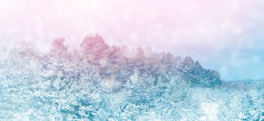  Karla kaplı ağaçlarla donuk kış ormanı.