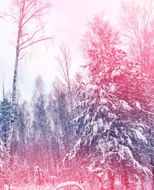  Karla kaplı ağaçlarla donuk kış ormanı.