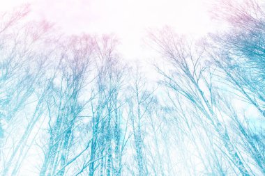  Karla kaplı ağaçlarla donuk kış ormanı.