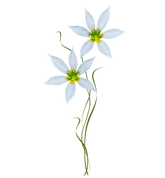 Spring flower snowdrop — Stock Photo, Image