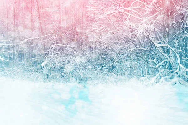 Frozen winter forest with snow covered trees. — Stock Photo, Image