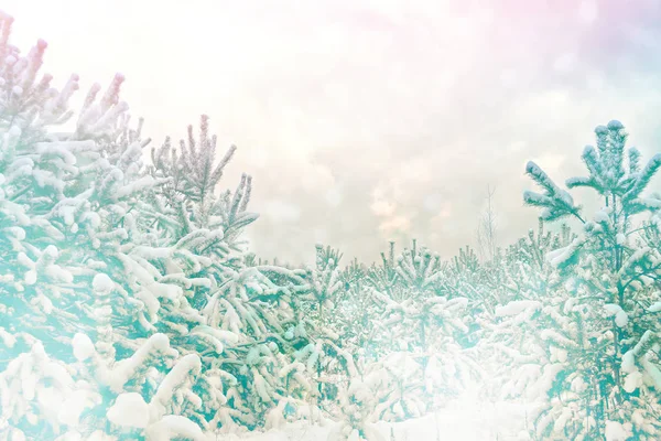 Bosque de invierno congelado con árboles cubiertos de nieve. — Foto de Stock