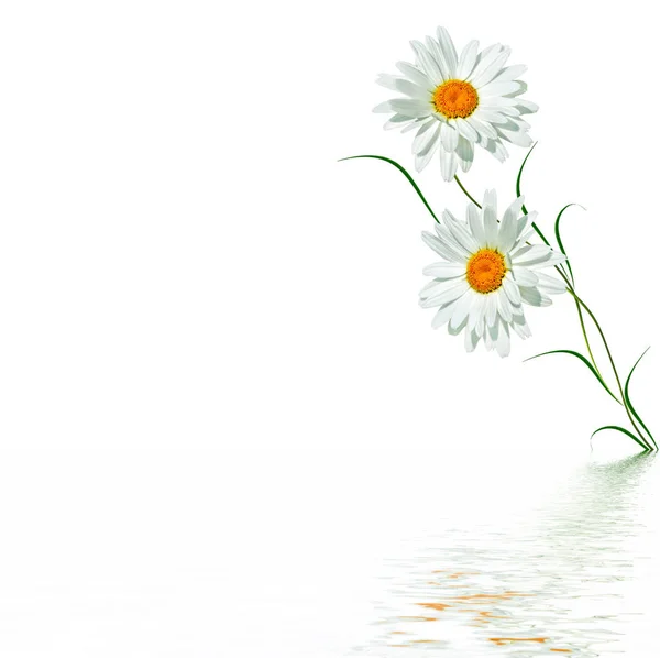 Madeliefjes zomer bloem geïsoleerd op witte achtergrond. — Stockfoto