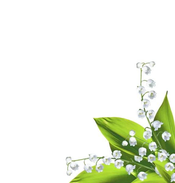 Lily of the valley flower — Stock Photo, Image