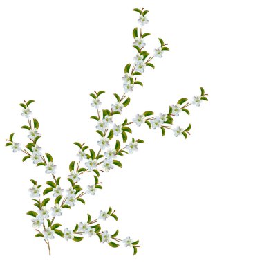 Beyaz bir arka plan üzerinde izole elma dalı çiçeklenme. Bahar