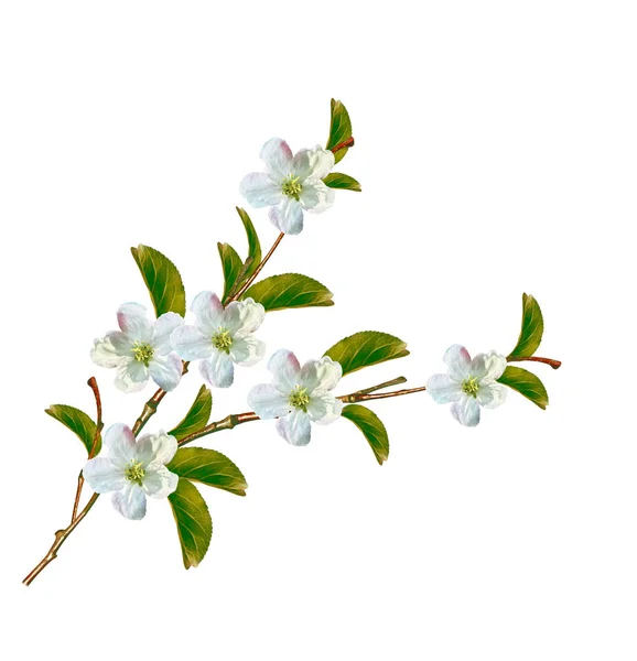 Floraison branche de pomme isolée sur un fond blanc. Printemps — Photo