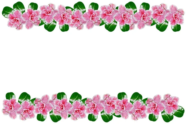 Světlé azalea květiny — Stock fotografie