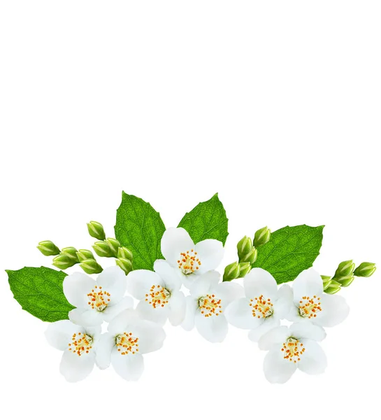 Branch of jasmine flowers — Stock Photo, Image