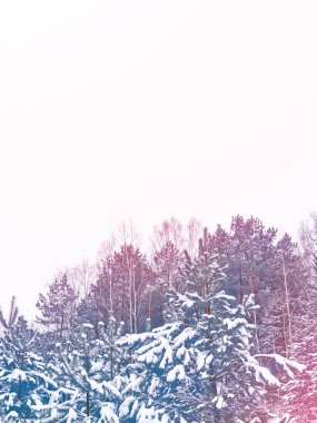  Karla kaplı ağaçlarla donuk kış ormanı.