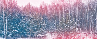  Karla kaplı ağaçlarla donuk kış ormanı.