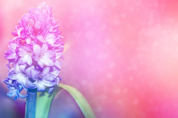 Světlé a barevné květiny hyacint — Stock fotografie