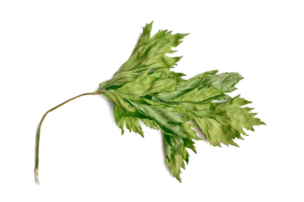 Groene blad van gedroogde basilicum — Stockfoto