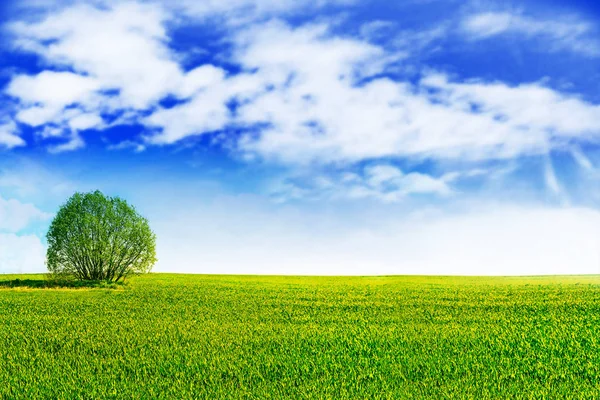 Paisaje con los árboles verdes brillantes y el cielo azul . —  Fotos de Stock