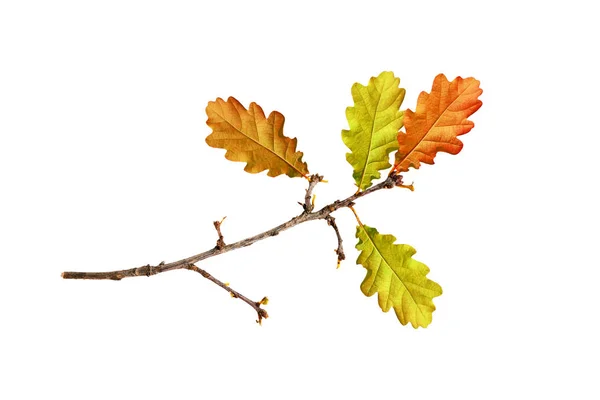 Luminoso follaje de otoño colorido —  Fotos de Stock