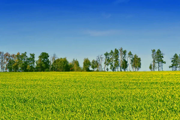 Пейзаж с ярко-зелеными деревьями и голубым небом . — стоковое фото