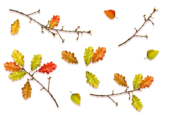 Hojas de otoño aisladas sobre fondo blanco. —  Fotos de Stock