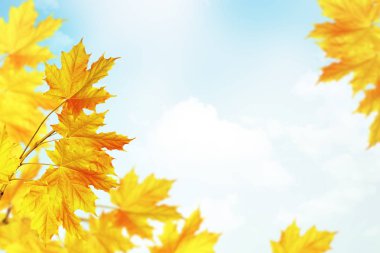 sonbahar manzara parlak renkli yeşillik ile. Pastırma yazı.