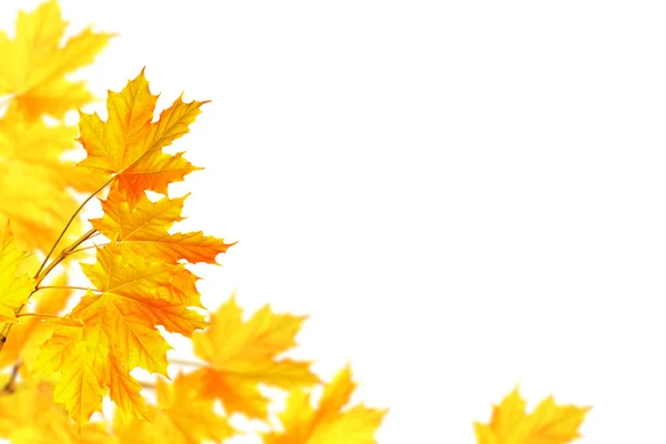 Leuchtend buntes Herbstlaub — Stockfoto