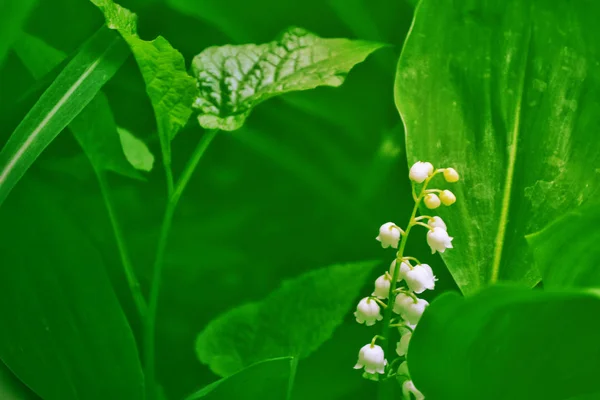 Paisaje primavera. flores lirio del valle — Foto de Stock