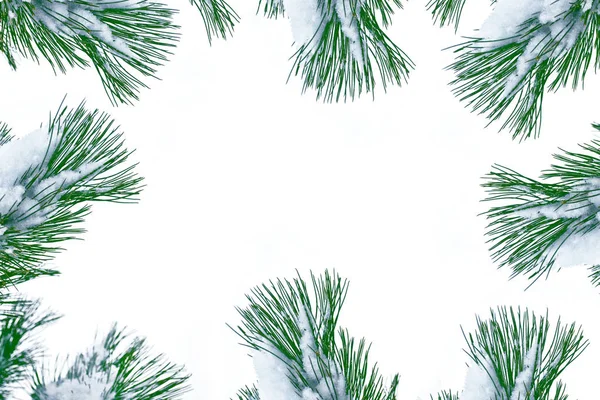 Kar kaplı ağaç Noel ağacı dalları — Stok fotoğraf