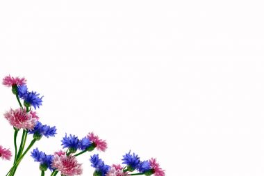 Parlak çiçek Peygamber izole beyaz arka plan üzerinde.