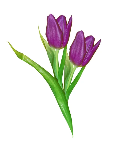 Fiori primaverili tulipani isolati su sfondo bianco. — Foto Stock