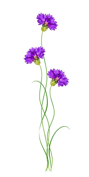 Bright flowers cornflowers isolated on white background. — Stock Photo, Image