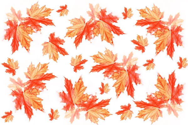 Яскраве колоритне осіннє листя — стокове фото