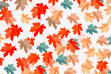 Parlak renkli sonbahar yaprakları 