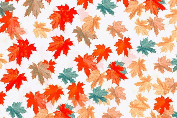 Parlak renkli sonbahar yaprakları 