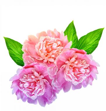 Renkli parlak beyaz arka plan üzerinde izole peonies çiçekler.