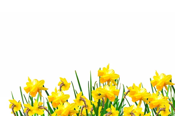 Lente bloemen narcissus geïsoleerd op witte achtergrond — Stockfoto