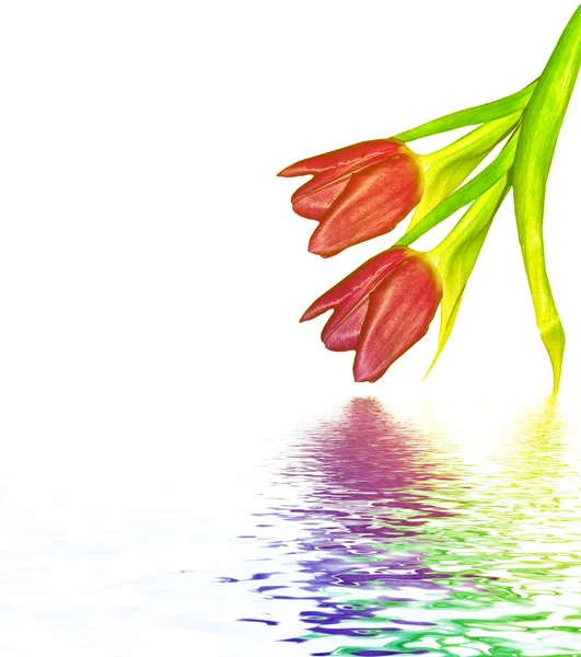 Flores da primavera tulipas isoladas no fundo branco. — Fotografia de Stock
