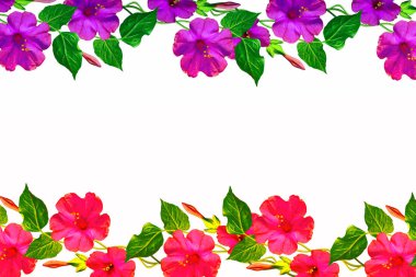 Beyaz bir arka plan üzerinde izole Petunyalar. Renkli çiçekler.