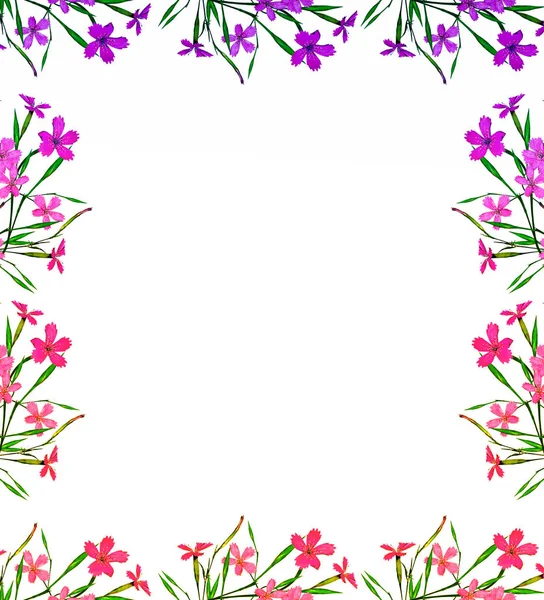 Flores de cravo coloridas isoladas em fundo branco . — Fotografia de Stock