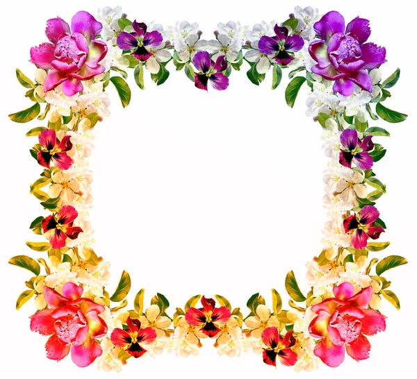 Beyaz bir arka plan üzerinde izole elma dalı çiçeklenme. Bahar