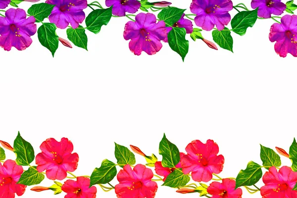 Beyaz bir arka plan üzerinde izole Petunyalar. Renkli çiçekler.