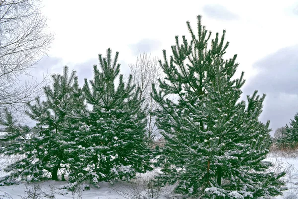 Frozen winter forest with snow covered trees. Royalty Free Stock Photos