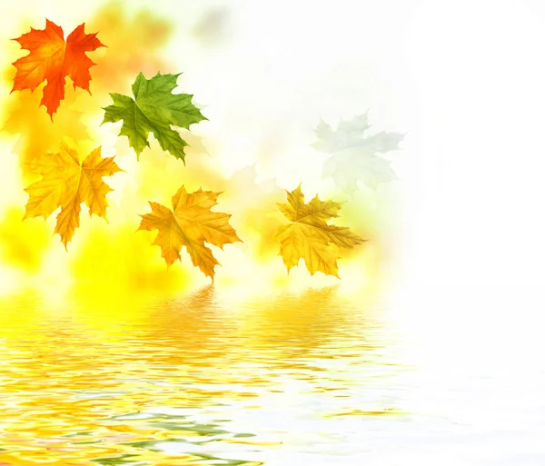 Őszi táj ragyogó színes levelek. — Stock Fotó
